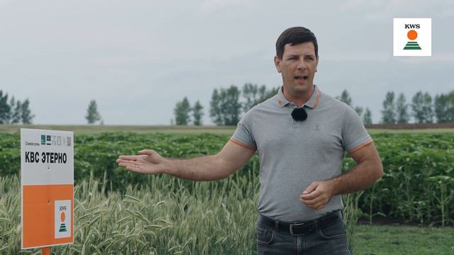 Обзор гибридов озимой ржи KWS 2023