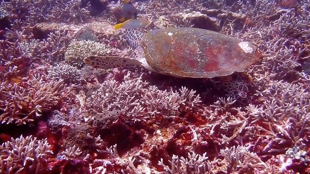 nature | tortoise | corel reef | fishes | jellyfish | under ocean | marine life | 🐢🐟🐠🌊🏝️🤩😍🥰❤️💕 смотреть онлайн