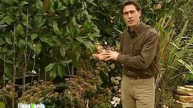 I consigli di Luigi Carcone, esperto di botanica смотреть онлайн