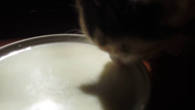 котенок кушает) смотреть онлайн