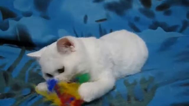 Белая шотландская кошечка страйт Изабелла смотреть онлайн