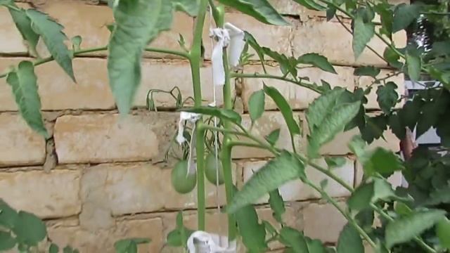 Сорт ДЕ БАРАО... смотреть онлайн