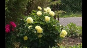 Непревзойденные пионы в дизайне сада