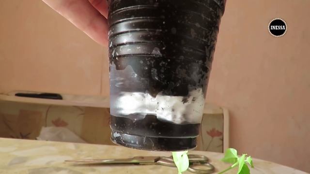 Бугенвиллия (черенкование). Bougainvillea.