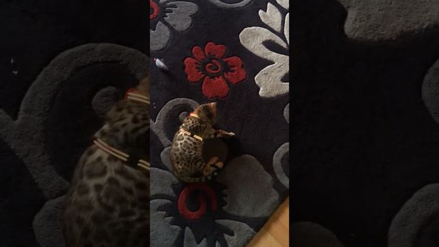 БЕНГАЛЬСКИЙ КОТ И ПОВОДОК BENGAL CAT смотреть онлайн