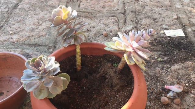 Perles e mais Perles von nuremberg смотреть онлайн