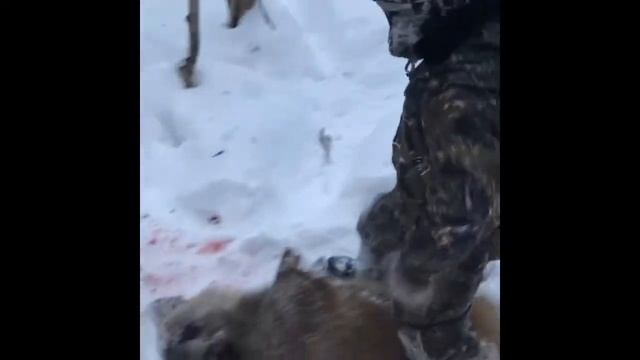 Охота на кабана с вышки с сынишкой! смотреть онлайн