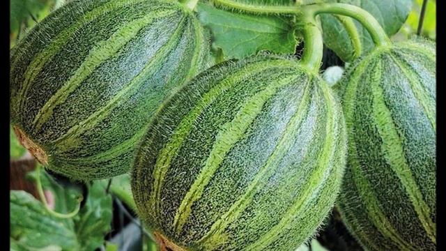 Огурдыни – овощ и фрукт. Два в одном! Обзор новых сортов. смотреть онлайн