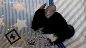 Как приручить ШИНШИЛЛУ к рукам? Как с ней подружится?