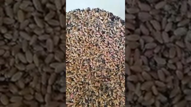 Амбарный долгоносик смотреть онлайн