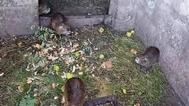 Церковь в Дрокии⛪⛪ /Отдыхаем с кумовьями...??? смотреть онлайн