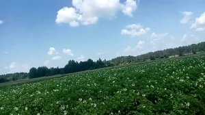 Сорта картофеля манифест, янка, ласунок, бриз.