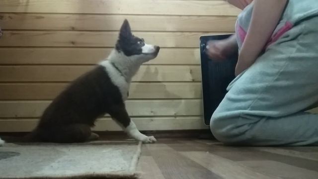 Бордер колли Теллур смотреть онлайн