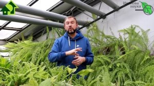 ОСТОРОЖНО! ШОК! БОРОФОСКА - ЭТО ШЛАК, УСТАРЕВШАЯ РАССАДА, с чем НЕЛЬЗЯ сажать ОГУРЦЫ и всякое такое