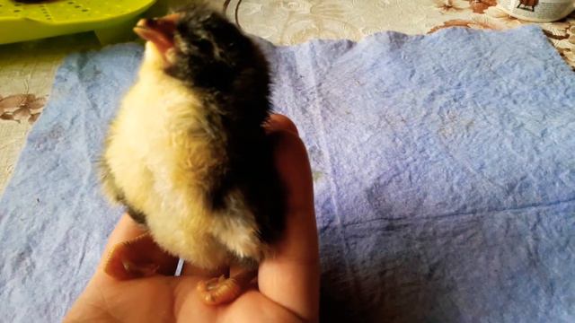 Появился Цыплёнок два часа назад Скрученные лапки