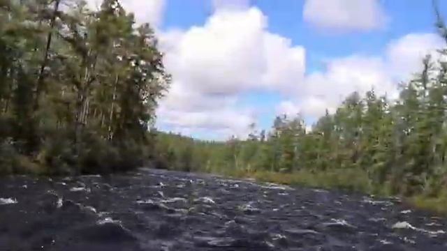 ЦВЕТЫ ИЗ ПЕСНИ "Где то на сопках багульник цветет" смотреть онлайн
