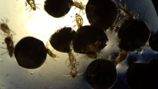 Клещи Под Микроскопом: Клещ Пузатый Pediculoides ventricosus. Grain Itchy Mite Under Microscope. смотреть онлайн
