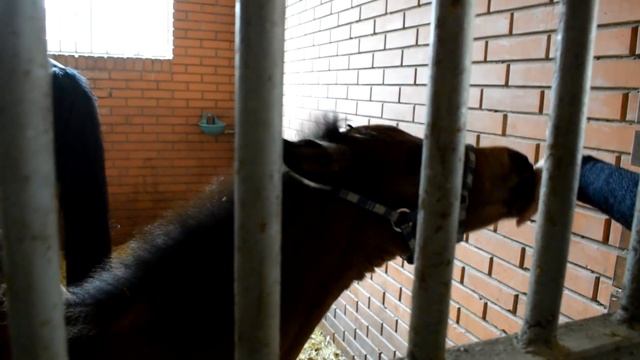 ВАСЯ И ТАНЯ ЗАХОТЕЛИ ЛОШАДЕЙ .ЖАШКОВСКИЙ КОННЫЙ ЗАВОД . смотреть онлайн