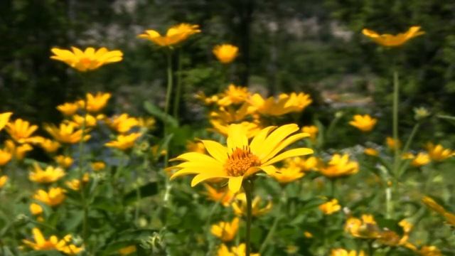 SoundRelax3D - Yellow Flowers & Bees (Relaxing Music) ( soundrelax.ucoz.com ) смотреть онлайн