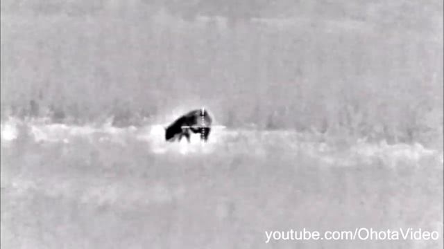 Охота на кабана с тепловизором видео 2012-2013 Wild boar hunting in Russia. смотреть онлайн