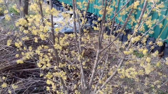 Фундук Трапезунд.Отправка саженцев в Сибирь и кое что еще. смотреть онлайн