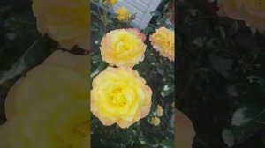 Роза Генриетта во всей красе