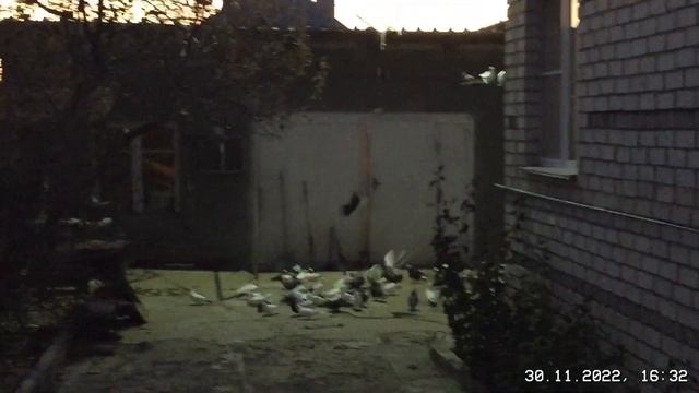 #Pigeons.Закон энергии и генетический память. смотреть онлайн