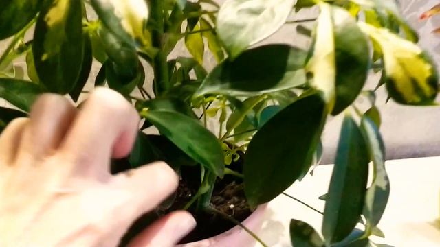 Как заставить шефлеру ветвиться. Результат