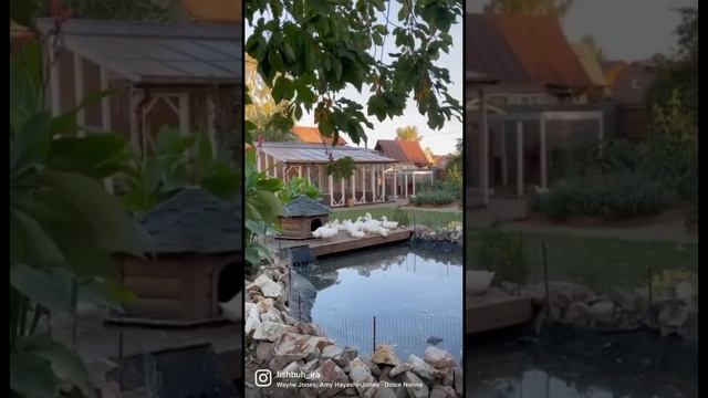 Загородная романтика #дача #загороднаяжизнь  #куры #огород #перепела #птицеводство #ферма #фазаны