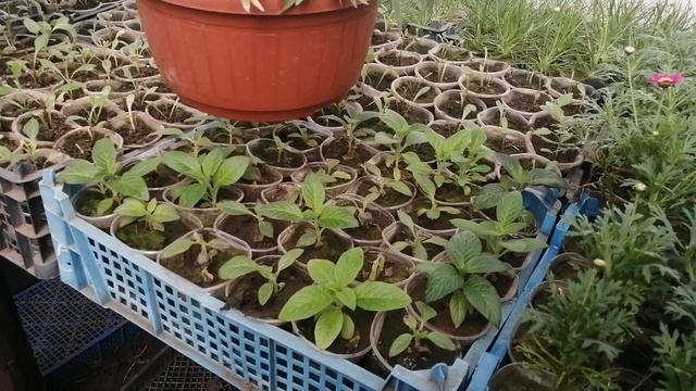 Гелиотроп из семян. Черенкуем смело✂️! Обзор смотреть онлайн