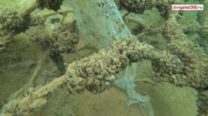 Икра рыбы в воде . Белый Амур.