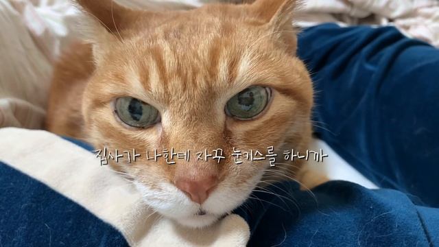 [노묘일기] 눈키스하는 19세 고양이(ENG SUB) смотреть онлайн
