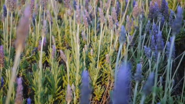 Lavanda angustifolia смотреть онлайн