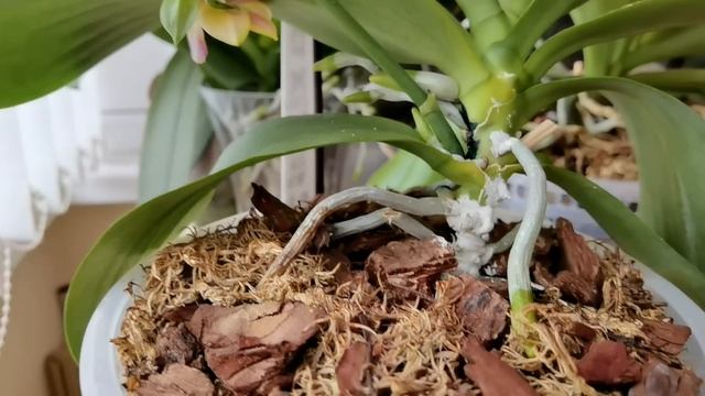 Чармер БЕЗ СУХОЙ ГНИЛИ/Реакция на пересадку у орхидеи Мартышка/Орхидея Сладкая девочка/СТОП цветоно смотреть онлайн