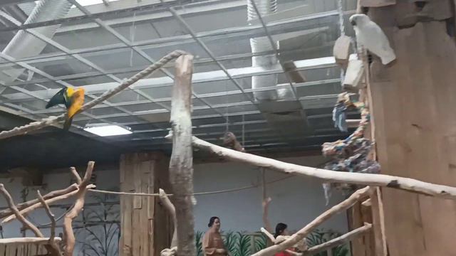 Попугаины Рай... КАКАДУ ГОФФИНА Сине жёлтый АРА и другие... смотреть онлайн