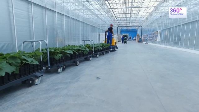 В Каширском районе Московской области собрана 1-я тысяча тонн огурцов. смотреть онлайн