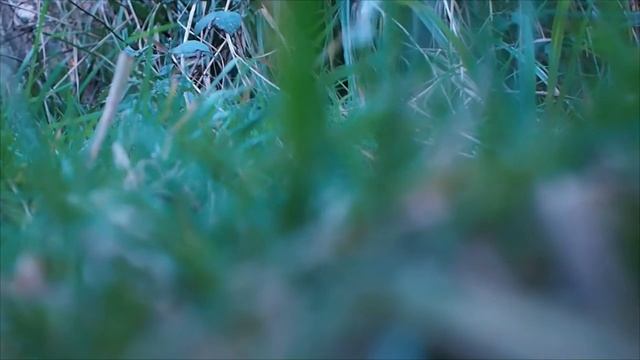 quad flying with the olympus EPM3, or at least attempting to! смотреть онлайн