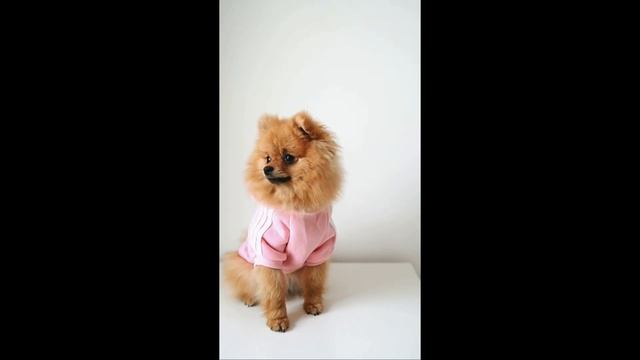 ПОМЕРАНСКИЙ ШПИЦ: ВСЕ О ПОРОДЕ. смотреть онлайн