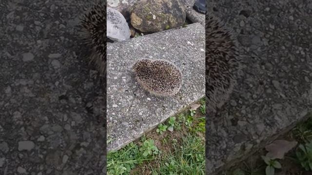 Сегодня первый день в швейцарской школе. Спасибо за подписку смотреть онлайн