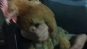 Кучинская юбилейная. отбираю петушков и курочек на племя.