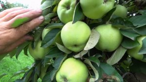 Зеленые яблоки с земляничным ароматом / Уникальный сорт САПФИР