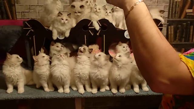 Котята Bary Pride's. Темперамент рэгдолл. смотреть онлайн