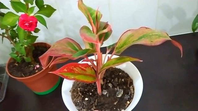 КОМНАТНЫЙ ЦВЕТНИК !???ОБЗОР КОМНАТНЫХ РАСТЕНИЙ -АГЛАОНЕМЫ, ДИФФЕНБАХИЯ, МАРАНТА, БАЛЬЗАМИН смотреть онлайн