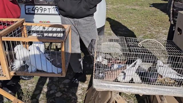 Голуби цены Птичий рынок г Пятигорск-ч3 смотреть онлайн