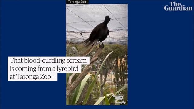 Шутки, приколы. Рассказываем про Лирохвостов. Amazing Lyrebird. смотреть онлайн