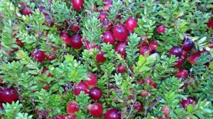 КАК ПОСАДИТЬ КЛЮКВУ КРУПНОПЛОДНУЮ НА УЧАСТКЕ