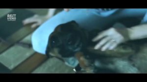 Социальный ролик: мы в ответе за тех, кого приручили