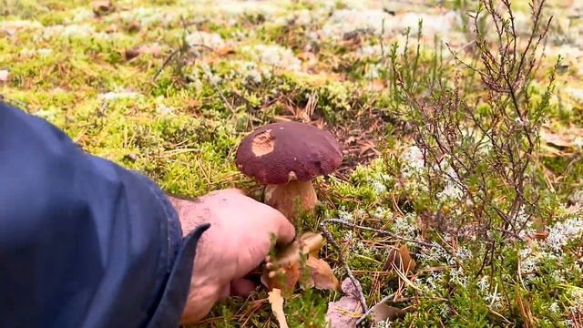 Сказочная Карелия! Белые Грибы и Боровики в Октябре 2023 смотреть онлайн