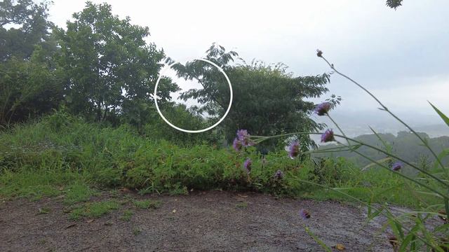 #126 【カメラ初心者向け】雨の日だからこそ映える！花の撮り方5選 смотреть онлайн