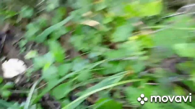 Грибов так много, как в детстве! Часть 1 смотреть онлайн